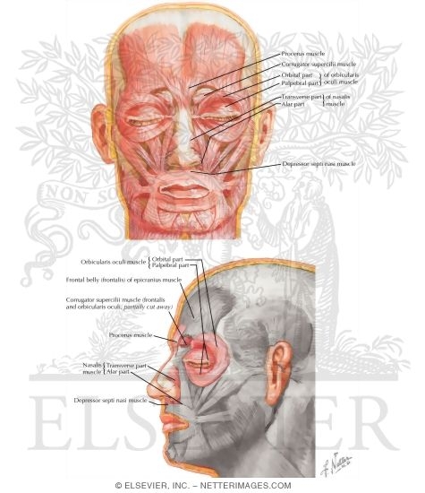 Watermarked preview of labeled image: Muscles of Facial Expression: Nasal Group