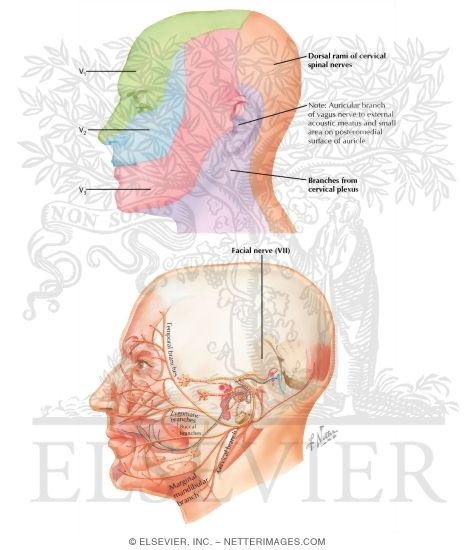 Nerve Supply of the Face: General Information
