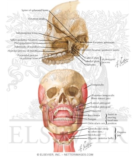 Watermarked preview of labeled image: Muscles of Mastication