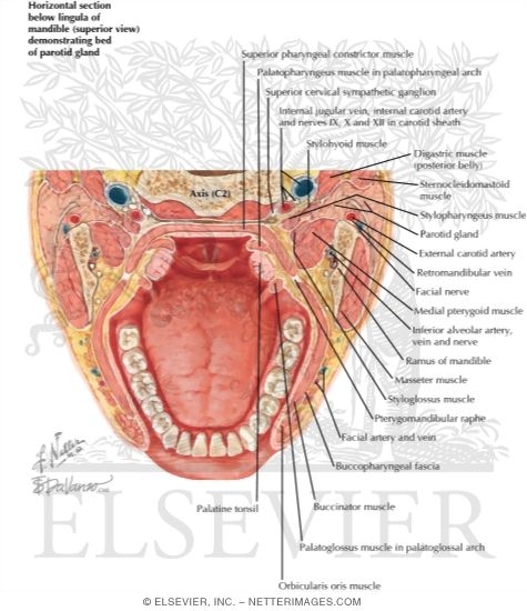 Watermarked preview of labeled image: Fascial Spaces