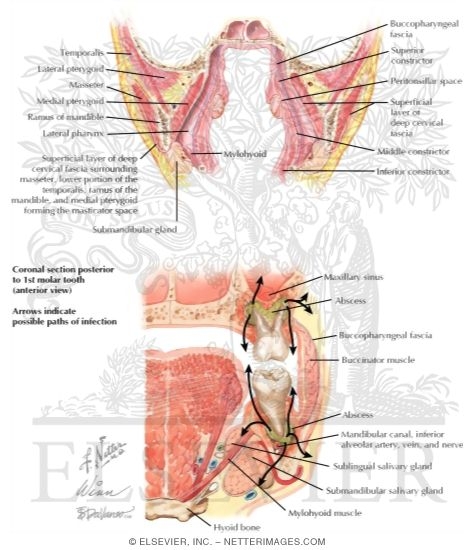 Watermarked preview of labeled image: Suprahyoid Fascial Spaces