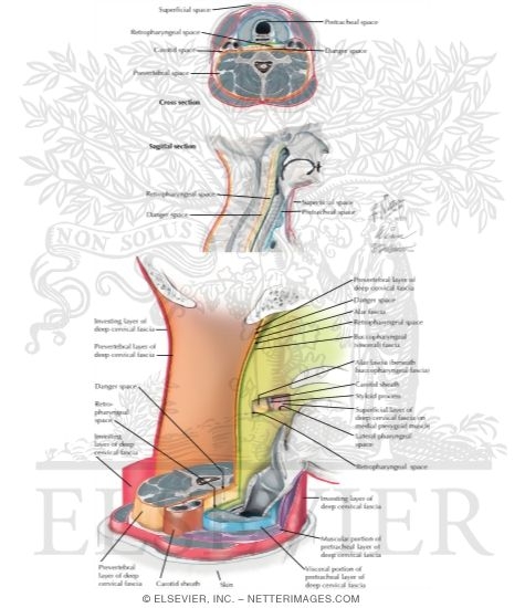 Fascial Spaces Traversing the Length of the Neck