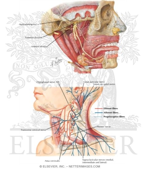 Sensory Innervation of the External Ear