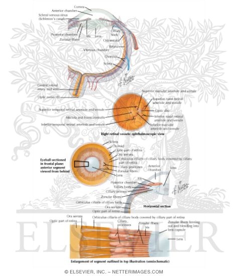 Contents of the Orbit: Eye