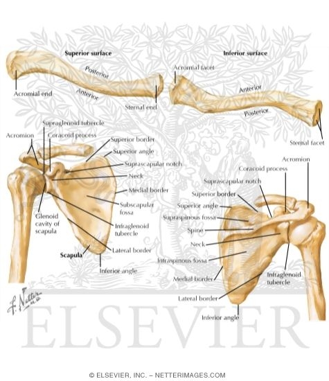 Osteology: Upper Limb