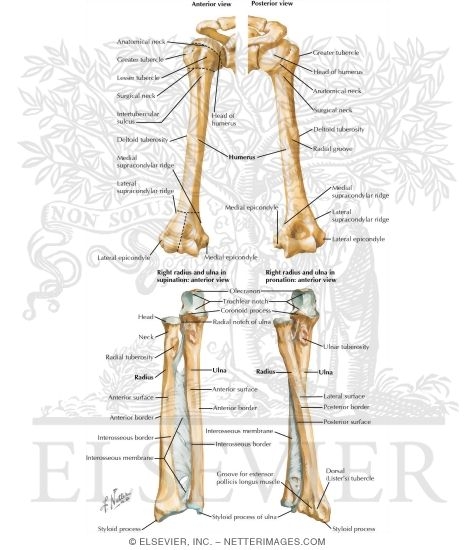 Osteology: Upper Limb