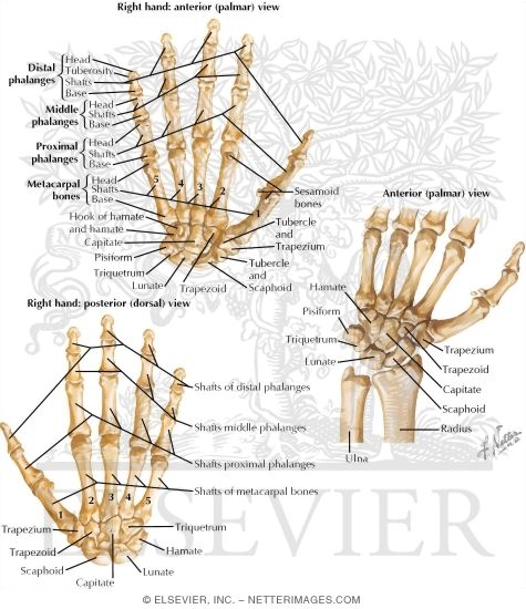 Osteology: Upper Limb