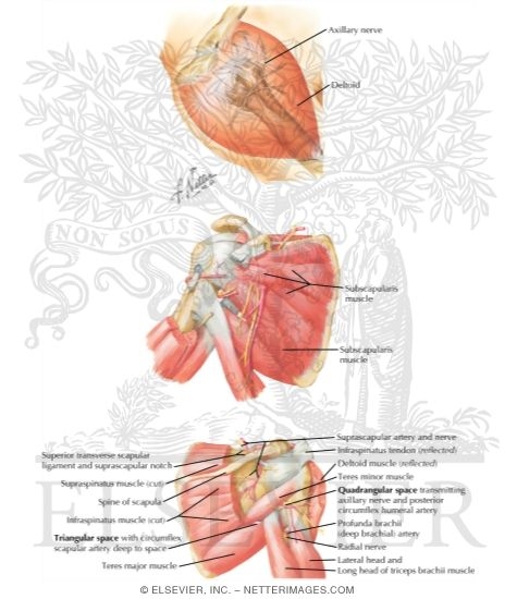 Watermarked preview of labeled image: Muscles: Upper Limb