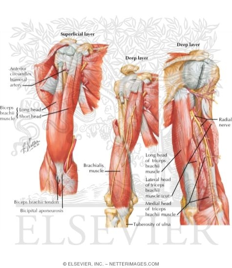 Muscles: Upper Limb
