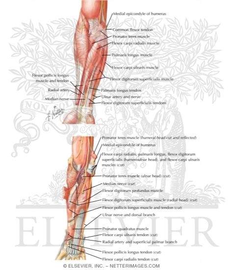 Muscles: Upper Limb