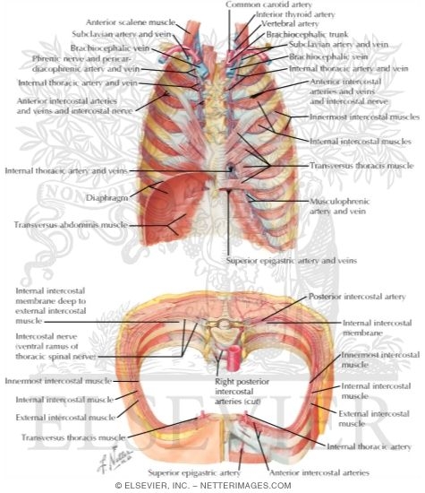 Muscles: Thorax