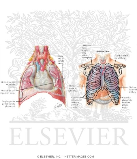 Contents of the Thorax: Pleural Cavity