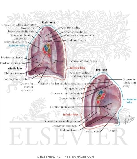 Contents of the Thorax: Lungs