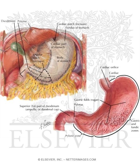 Contents of the Abdomen: Stomach