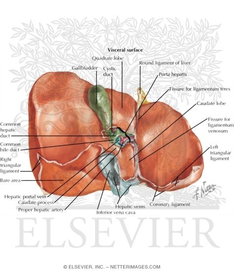 Contents of the Abdomen: Liver