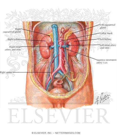 Contents of the Abdomen: Kidney, Ureter, and Suprarenal Gland