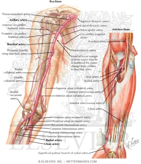 Watermarked preview of labeled image: Vascular Supply: Upper Limb