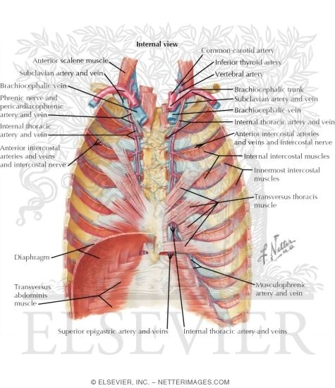 Vascular Supply: Thorax