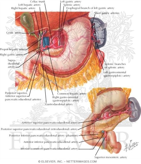 Watermarked preview of labeled image: Vascular Supply: Abdomen