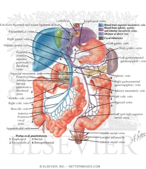 Vascular Supply: Abdomen