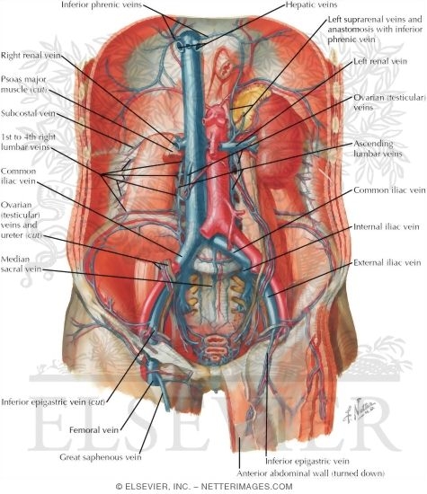 Vascular Supply: Posterior Abdomen