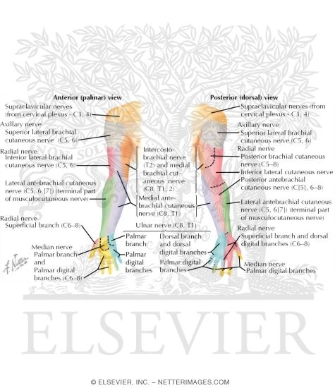 Nerve Supply: Upper Limb