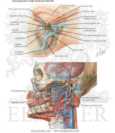 Venous Drainage of the Inner Ear
