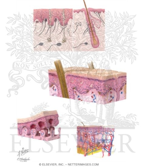 Normal Skin Histology