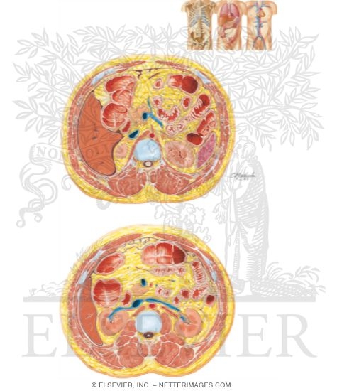 Kidney: Position and Relations (Continued)