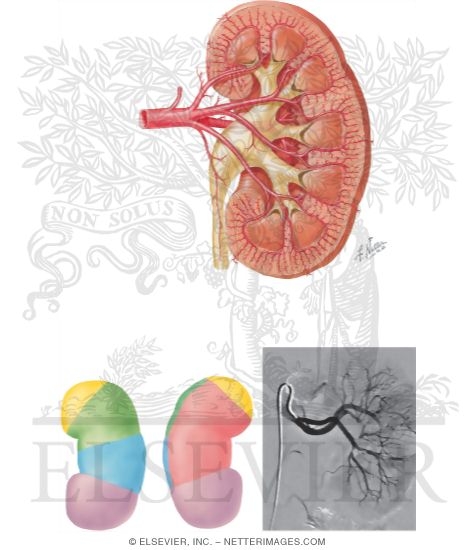 Watermarked preview of unlabeled image: Renal Vasculature