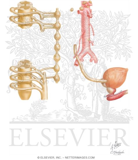 Watermarked preview of unlabeled image: Innervation Pathways of the Ureter and Bladder