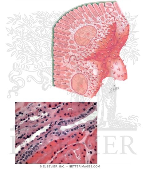 Distal Tubule