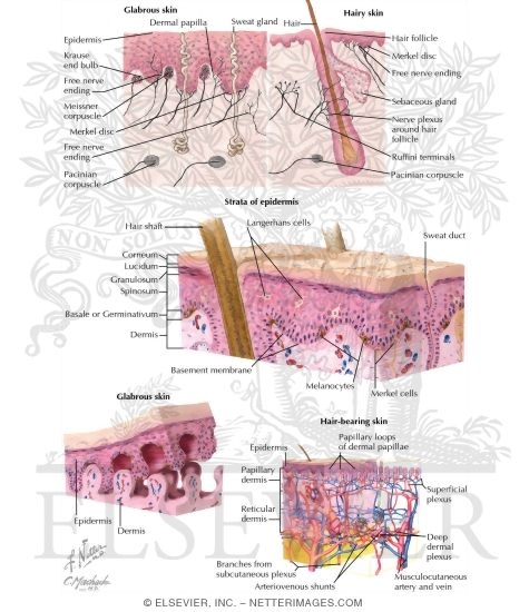 Normal Skin Histology