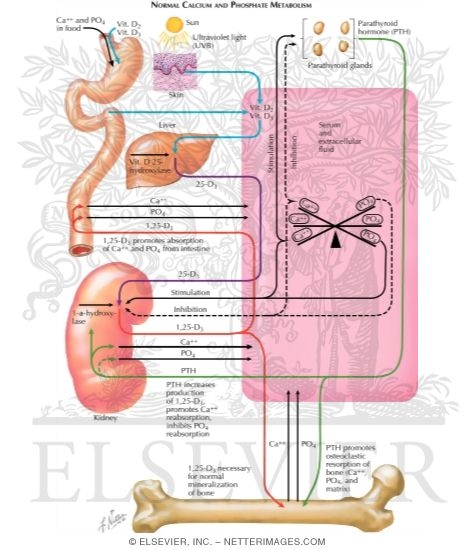 Watermarked preview of labeled image: Normal Calcium and Phosphate Metabolism
