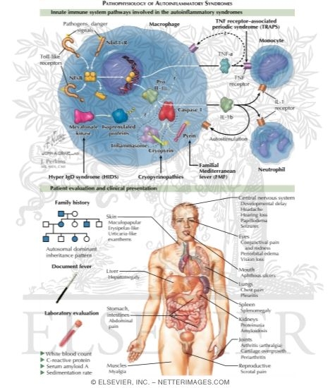 Watermarked preview of labeled image: Autoinflammatory Syndromes