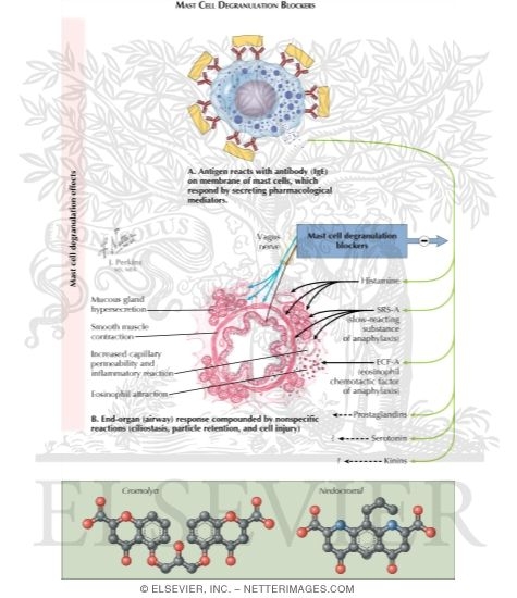 Watermarked preview of labeled image: Mast Cell Degranulation Blockers