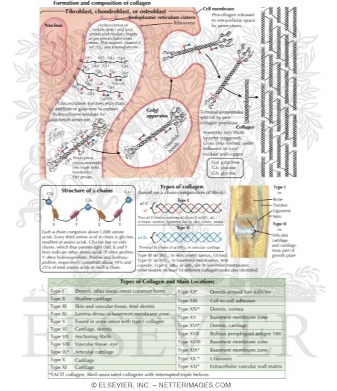 Epidermolysis Bullosa Acquisita