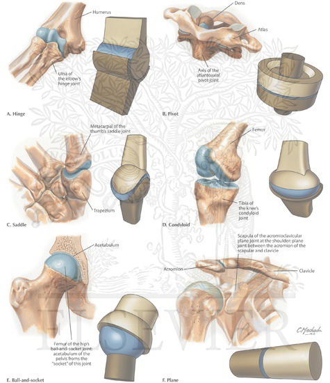 Types of Synovial Joints