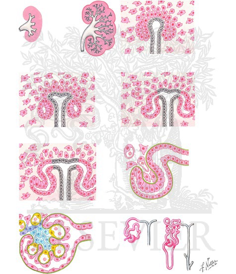 Development of Kidney: Nephron Formation