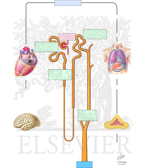 Renal Handling of Sodium and Chloride: Response to Extracellular Fluid Contraction