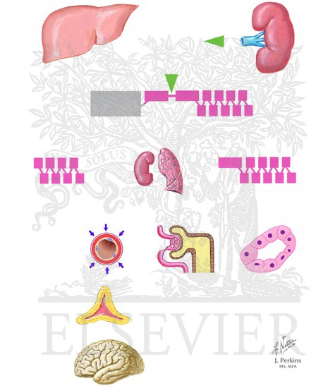 Watermarked preview of unlabeled image: Tubuloglomerular Feedback and Renin-Angiotensin-Aldosterone System