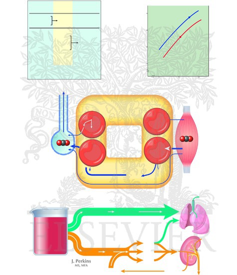 Acid-Base Balance: Roles of Chemical Buffers, Lungs, and Kidneys in Acid-Base Handling
