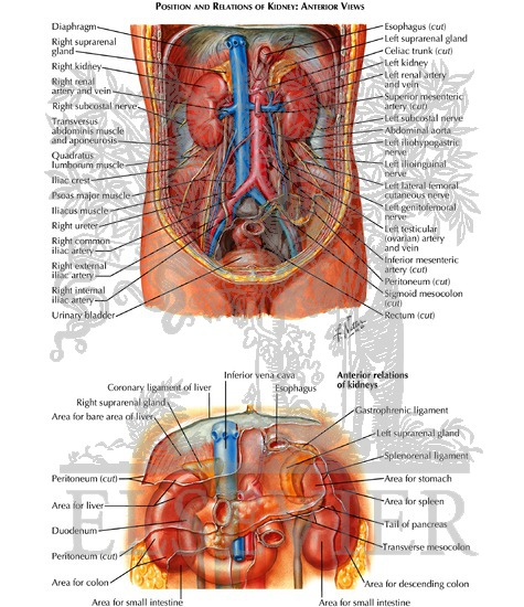 Anatomic Relations of the Kidney
Kidneys In Situ: Anterior Views