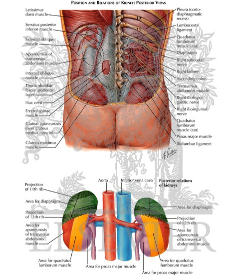 Anatomic Relations of the Kidney - Posterior Relations of the Kidneys
Kidneys In Situ: Posterior Views