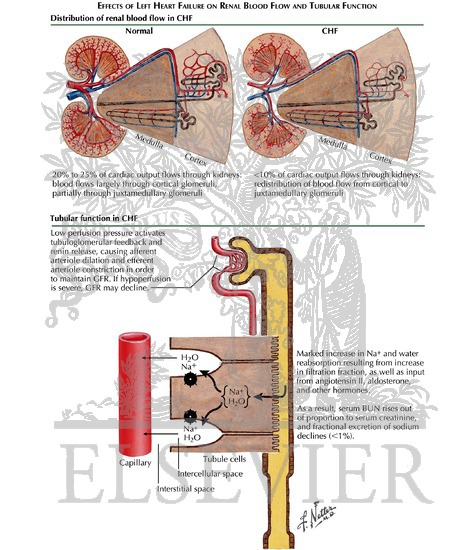 Watermarked preview of labeled image: The Kidneys in Congestive Heart Failure