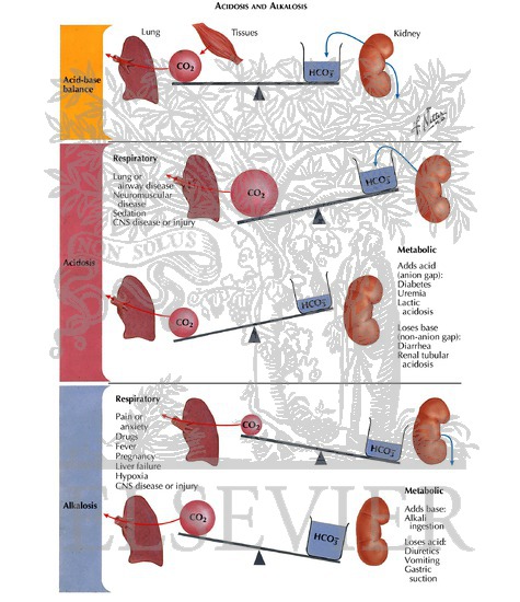 Role of Lungs and Kidneys in Regulation of Acid-Base Balance