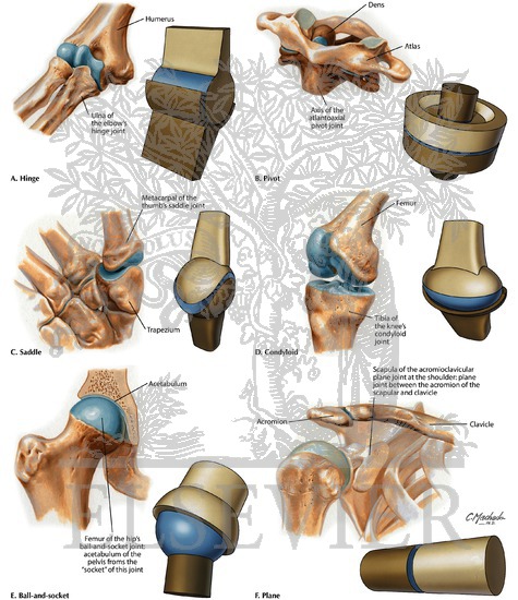 Types of Synovial Joints