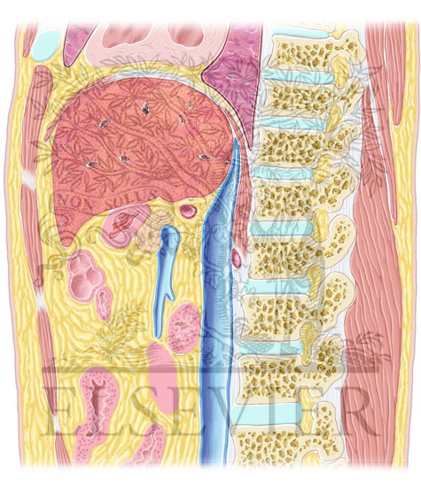 Watermarked preview of unlabeled image: Abdomen Sagittal 9