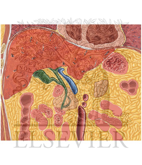 Watermarked preview of unlabeled image: Biliary System Coronal 1