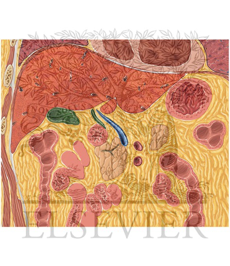 Watermarked preview of unlabeled image: Biliary System Coronal 2